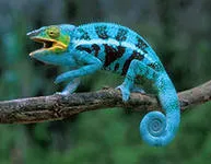 Chameleon - Școala domashkashkolnaya Domashka