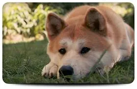 câine Hachiko, animalele mele de companie