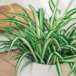 Chlorophytum tarajos fotó, otthoni gondozást, a változás és a reprodukció