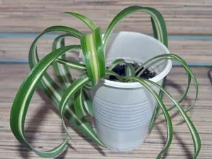 Chlorophytum грива - грижи, размножаване, оплождане, избор на почвата