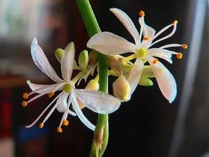 Chlorophytum грива - грижи, размножаване, оплождане, избор на почвата