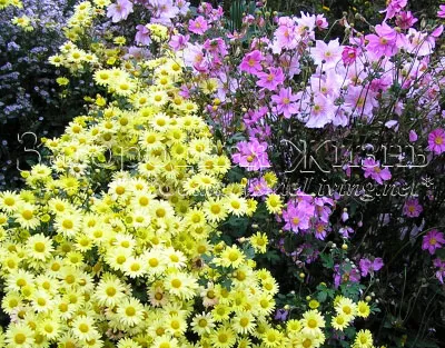 Chrysanthemum morifolium évelő cserje (krizantém), virág