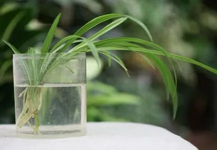 Chlorophytum tarajos otthoni gondozást, fotó és videó