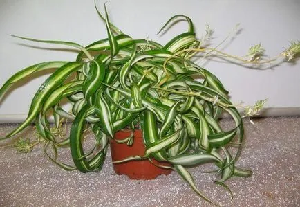 Chlorophytum tarajos otthoni gondozást, fotó és videó