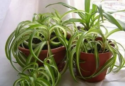 Chlorophytum tarajos otthoni gondozást, fotó és videó