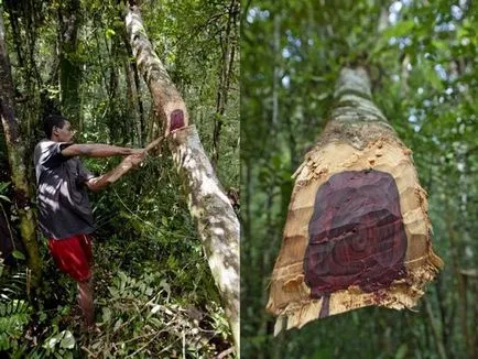 Cutia Pandorei - rolul biologic al pădurilor în natură