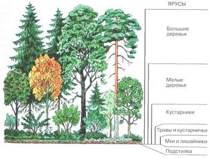 Cutia Pandorei - rolul biologic al pădurilor în natură