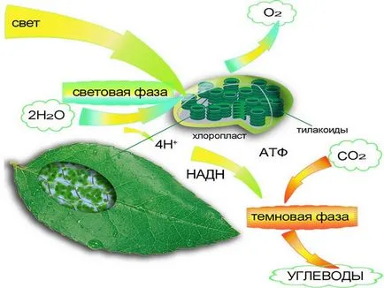 Cutia Pandorei - rolul biologic al pădurilor în natură