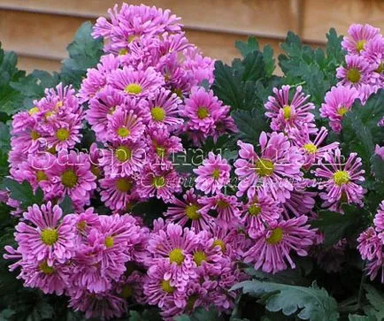 Chrysanthemum morifolium arbust peren (crizantema), flori