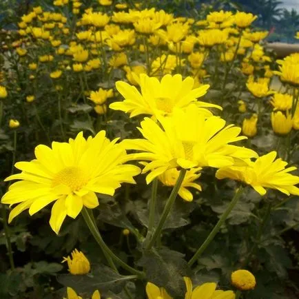 grădină Chrysanthemum fotografie perene de flori, plantare și îngrijire, soiurile