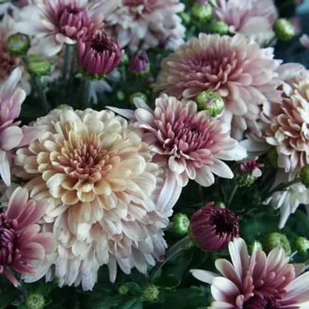 grădină Chrysanthemum fotografie perene de flori, plantare și îngrijire, soiurile