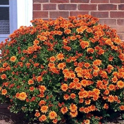 grădină Chrysanthemum fotografie perene de flori, plantare și îngrijire, soiurile