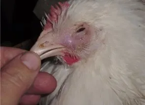 Boala chick - Pasteurellosis cauze, simptome, curs si tratamentul bolii