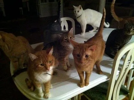 Yuri Antonov és a család macskája - vegán