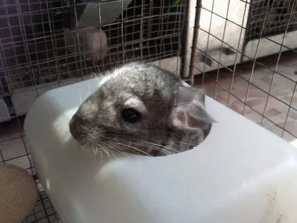 De ce avem nevoie de nisip pentru chinchilla și cum să facă kupalku animale mici, cu propriile sale mâini