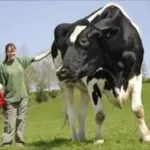 Опис найбільших биків в світі і їх фото чилі, доннето, тригер і інші (фото) Опис найбільших биків в світі і їх фото чилі, доннето, тригер і інші