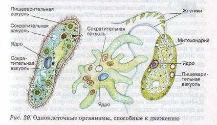 органели руху