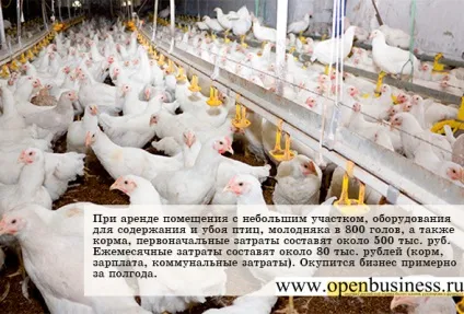 організація птахоферми