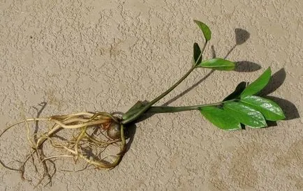 Zamioculcas (33 poze) de plantare, cultivare, îngrijire la domiciliu