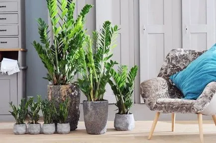 Zamioculcas (33 poze) de plantare, cultivare, îngrijire la domiciliu