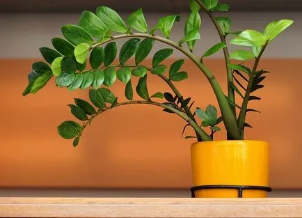 Zamioculcas (33 fotó) ültetés, termesztés, otthoni gondozást