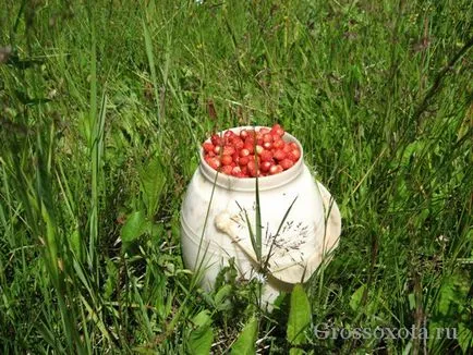 суниця лісова