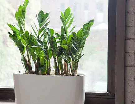 Zamioculcas (33 fotó) ültetés, termesztés, otthoni gondozást