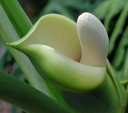 Zamioculcas (33 poze) de plantare, cultivare, îngrijire la domiciliu