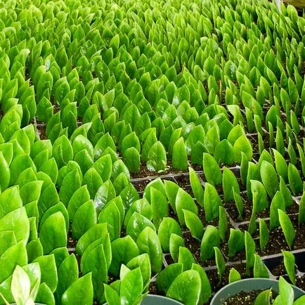 Zamioculcas (33 poze) de plantare, cultivare, îngrijire la domiciliu