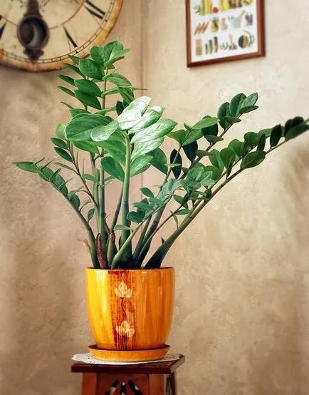 Zamioculcas (33 poze) de plantare, cultivare, îngrijire la domiciliu