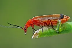Tűzoltó Beetle - fotó, leírás, mint a betáplálási külleme, kár és haszon