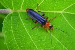 Tűzoltó Beetle - fotó, leírás, mint a betáplálási külleme, kár és haszon