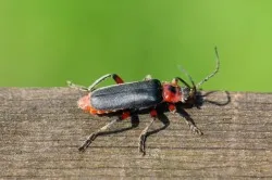 Tűzoltó Beetle - fotó, leírás, mint a betáplálási külleme, kár és haszon
