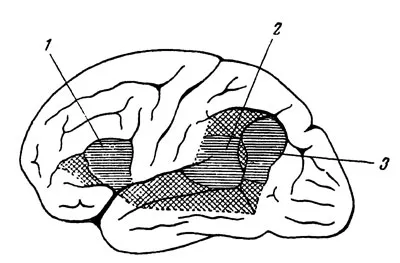 Zonele de emisferele cerebrale - știința medicală