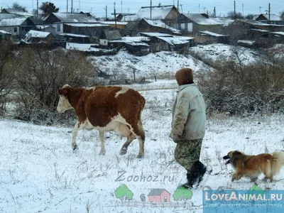 Зимни млечност на кравите