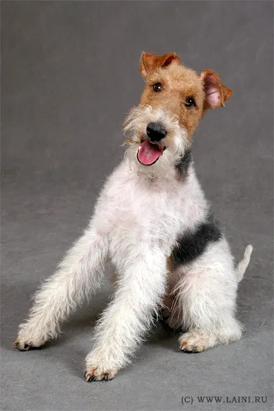 Drótszőrű foxterrier kutya fotó, vásárlás, videó, ár