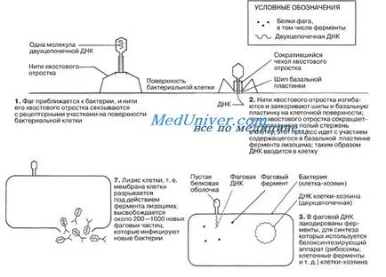 Az életciklus bakteriofág