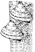 1-vegetatív micélium; 2 - konidienosets; 3 - A bimbók; 4 konídiumok