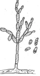 miceliu 1-vegetative; 2 - konidienosets; 3 - phialides; 4 conidii