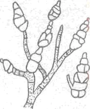 1-vegetatív micélium; 2 - konidienosets; 3 - A bimbók; 4 konídiumok