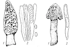 1-Вегетативен мицелий; 2 - konidienosets; 3 - филиади; 4 конидии