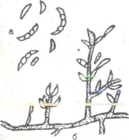 miceliu 1-vegetative; 2 - konidienosets; 3 - phialides; 4 conidii