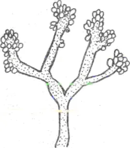 1-vegetatív micélium; 2 - konidienosets; 3 - A bimbók; 4 konídiumok