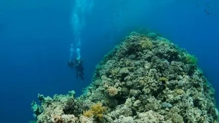 12 най-добри места за гмуркане в Червено море (Египет, Израел, Йордания, Еритрея), мрежа от агенции