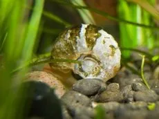 Vízi csigák fotó, fajok, tenyésztési és takarmányozási ampulyarii