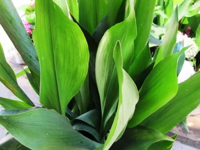 Aspidistra leírása és otthoni gondozást - Flowers Enciklopédia