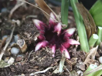 Aspidistra leírása és otthoni gondozást - Flowers Enciklopédia