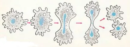 Amoeba Proteus, cel mai mare portal pe învățarea