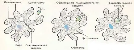 Амеба Протей, най-големият портал за обучение