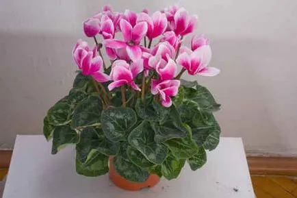 Alpine violet și cyclamen sunt aceleași